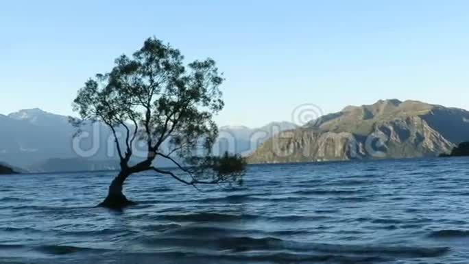 万卡湖万卡树视频的预览图
