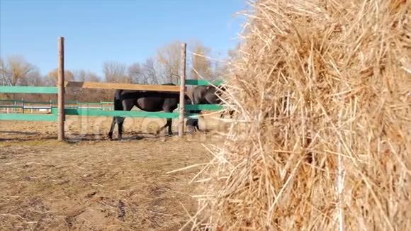 年轻的雄狮优雅的纯种马黑暗的丹顶马在鸟舍里奔跑动物护理概念夏季视频的预览图