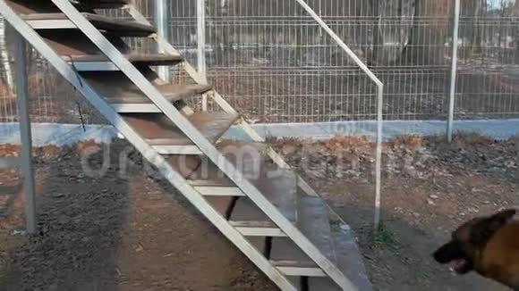 一只德国牧羊犬走在楼梯上视频的预览图
