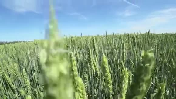 嫩绿成熟的小麦在白天迎着蔚蓝的春日天空迎风招展大麦摇摆的耳朵或挥手视频的预览图