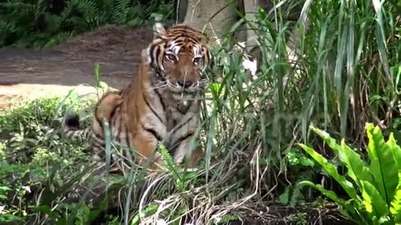 4K孟加拉虎躺在森林中的草地上在大自然有野生动物视频的预览图