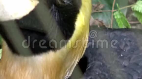 4K关闭雄性大印度大黄蜂被囚禁在动物园的金属栏杆后面视频的预览图