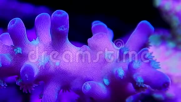 腺泡珊瑚分支息肉的潘视频的预览图