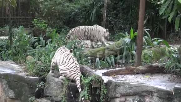 4k白虎躺着快起来和动物园里的另一只老虎玩视频的预览图