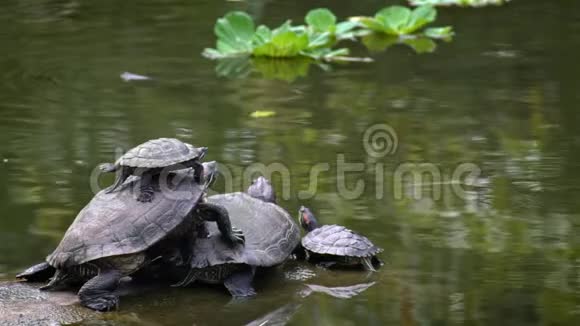 慢动作红耳滑块海龟在河中日光浴调节温度视频的预览图