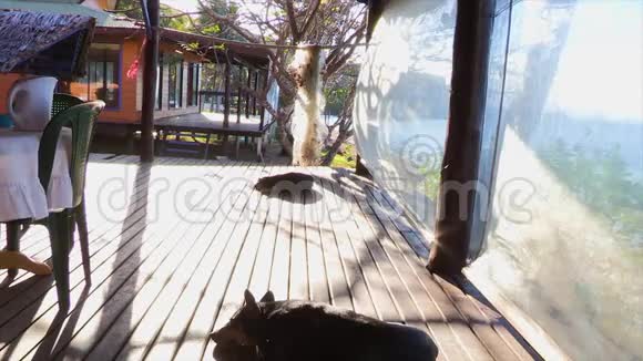 两只黑狗休息视频的预览图
