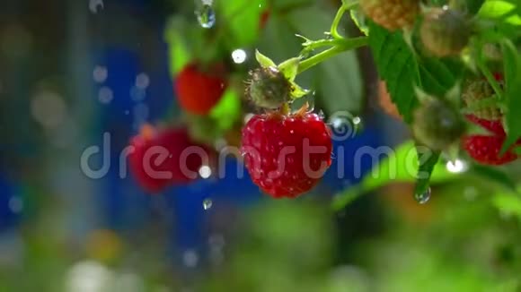 夏天的雨滴在满是树莓的灌木上视频的预览图
