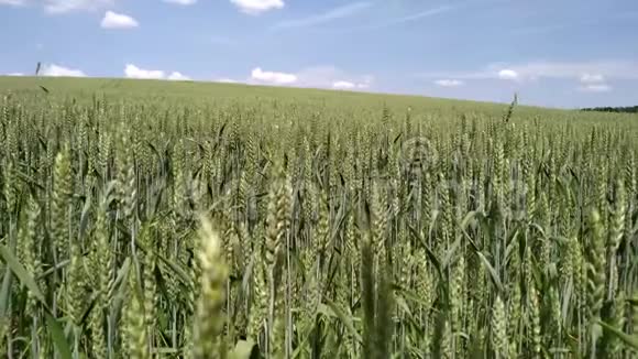 黄麦植株成熟种子在密地生长的细节视频的预览图