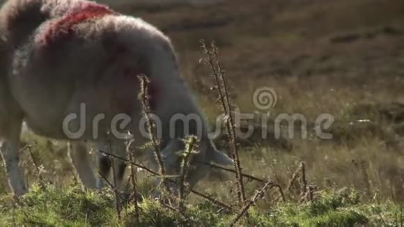 在农村的草地上放羊视频的预览图