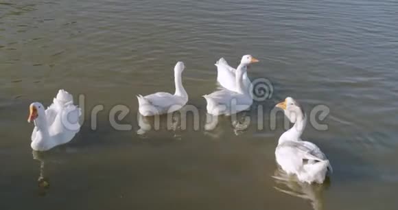 河里的白鸭子家鸭水中倒影野鸭特写肖像鸟儿在水里游泳视频的预览图