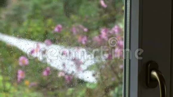 把注意力从玻璃转移到外面的植物视频的预览图