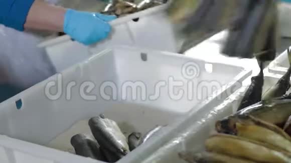 因吸烟而串在叉子上的鱼鱼类加工厂冷热熏鱼海洋食品制造养鱼场视频的预览图