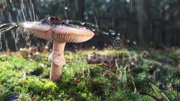 一种有毒的真菌在一个雨天接近野生山上水滴慢慢地从山上落下视频的预览图