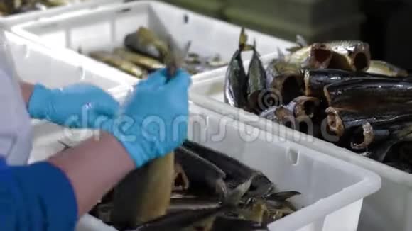 因吸烟而串在叉子上的鱼鱼类加工厂冷热熏鱼海洋食品制造养鱼场视频的预览图