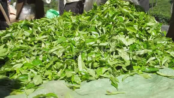 绿茶秋天和种植工人包装大袋视频的预览图