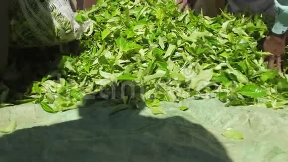 绿茶秋天和种植工人包装大袋视频的预览图