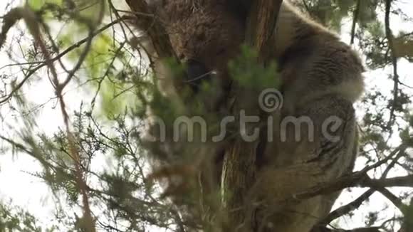 考拉在树上小睡后醒来视频的预览图