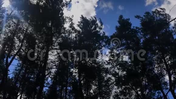 在蓝天的映衬下树干和树枝倾斜阳光透过视频的预览图