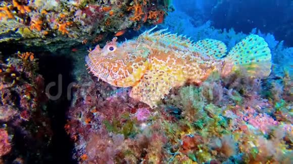 红蝎鱼地中海海底野生动物视频的预览图