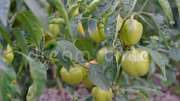 成熟的和未成熟的胡椒在花园的灌木上生长保加利亚或甜椒植物家庭胡椒花园视频的预览图