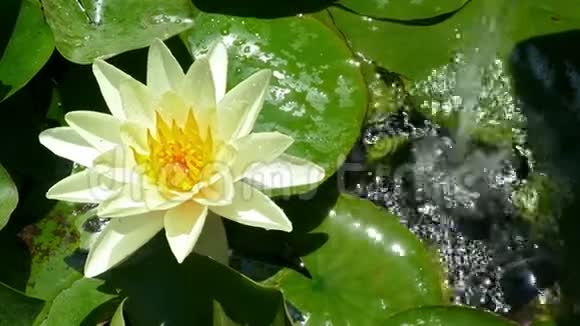 黄花睡莲漂浮在池塘里放大视频的预览图