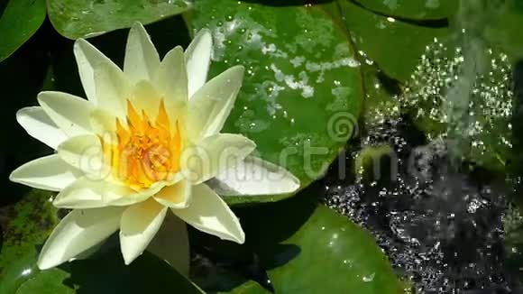 黄花睡莲漂浮在池塘里动作缓慢视频的预览图