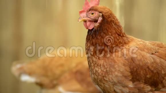 农场里的澳大利亚鸡视频的预览图