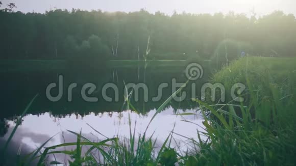 日落时分的森林湖泊夏季景观视频的预览图