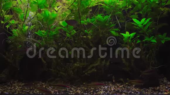 藻类水族鱼群视频的预览图
