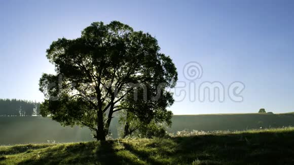 日出背光中的落叶树视频的预览图