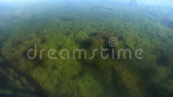 在池塘中的苔藓和藻类中游动的鱼视频的预览图