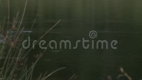 钓鱼线在湖上抛来抛去视频的预览图