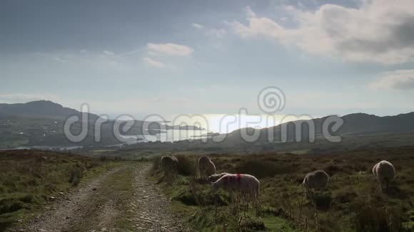 山坡和海洋上的羊场中的长镜头视频的预览图