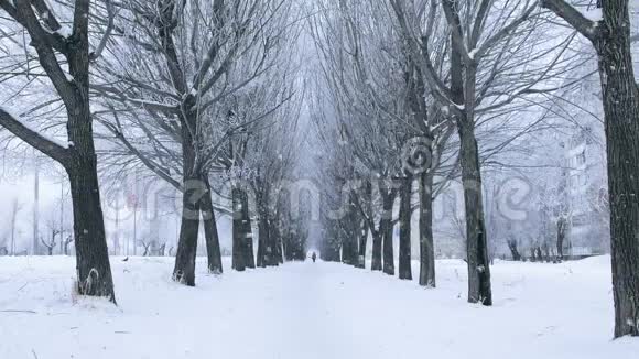 大雪覆盖的树木和冬天的小巷令人惊叹视频的预览图