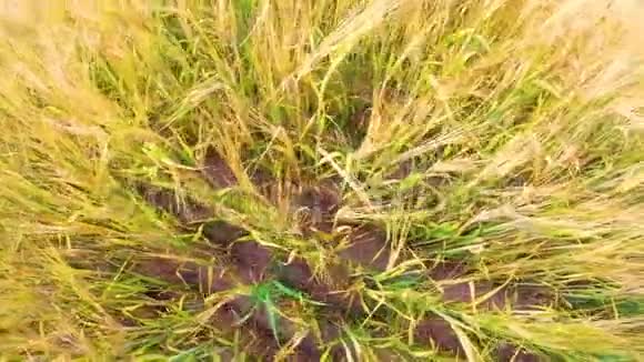 大麦的耳朵在风中摇摆田间美丽的夏金黑麦大麦和小麦特写为绿色产业宽角顶视频的预览图