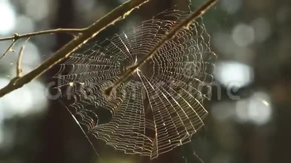 蜘蛛网在大风天气视频的预览图