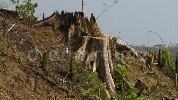 阳光下的树皮木材和旱地视频的预览图