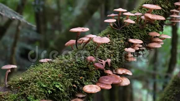 在塔金雨林生长的棕色真菌视频的预览图
