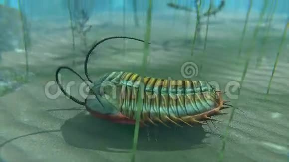 海底三叶虫动画视频的预览图