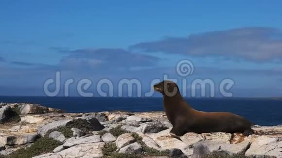 加拉帕戈斯群岛伊斯拉南广场成年海狮视频的预览图