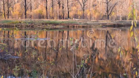 在一个温暖的秋日一个池塘风中有一股小水流美丽的秋树视频的预览图