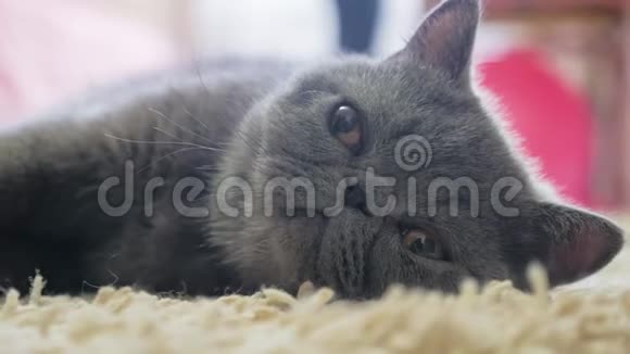 睡灰猫在猫地板上视频的预览图