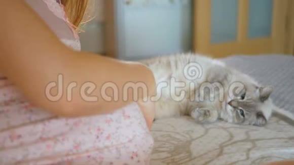 一只宠物惊讶地看着它的情妇的大肚子一只猫旁边的孕妇动物睡着了视频的预览图