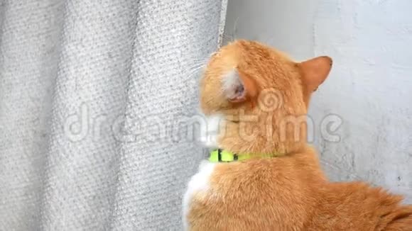 红猫带着绿领在院子里散步在一块石板上摩擦打哈欠视频的预览图