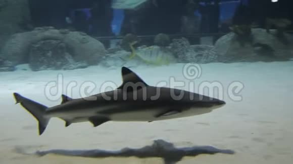 在海洋馆里射杀一条小鲨鱼参观海洋馆带着热带鱼的大型水族馆视频的预览图