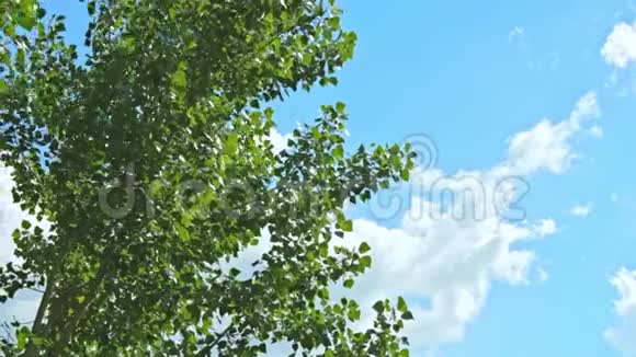树枝在蓝天和晚霞上摇摆春天来了天气暖和的多云天气树有花蕾视频的预览图