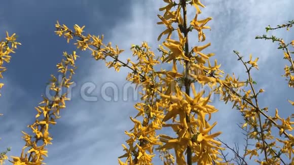 花园里的黄色灌木视频的预览图