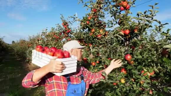 阳光阳光下穿着格子衬衫和帽子的男农民抱着盒子装满了成熟的新鲜多汁的选择性的苹果他选择了视频的预览图
