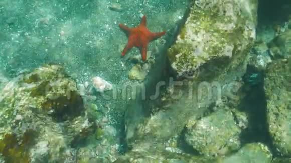 加拉帕戈斯群岛伊斯拉巴托洛姆海星的水下景观视频的预览图