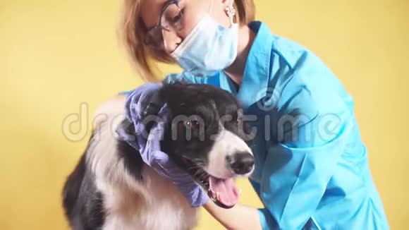 女兽医清洁边境牧羊犬的耳朵与黄色背景隔离视频的预览图